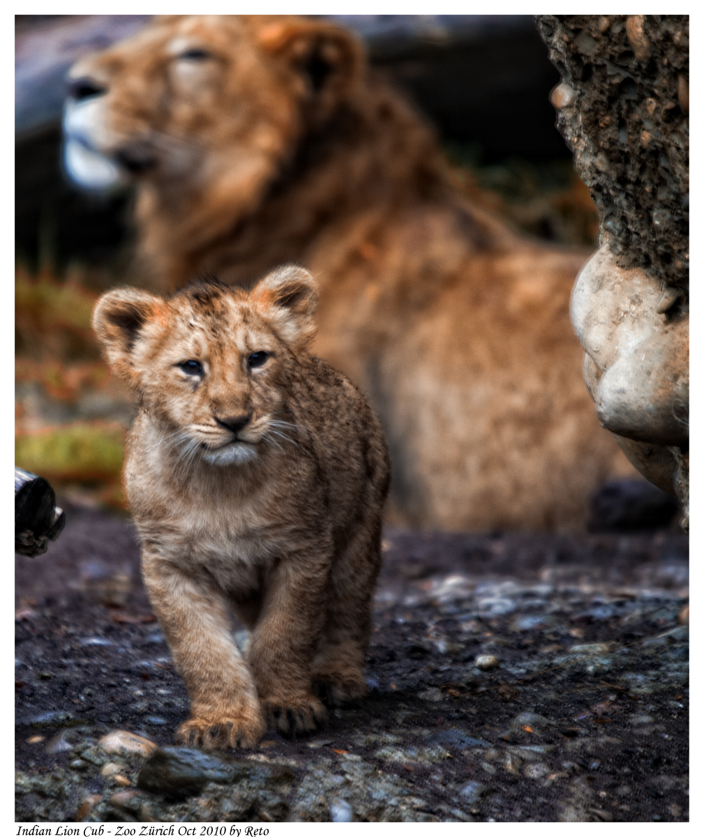 Indian Lion Cub 3