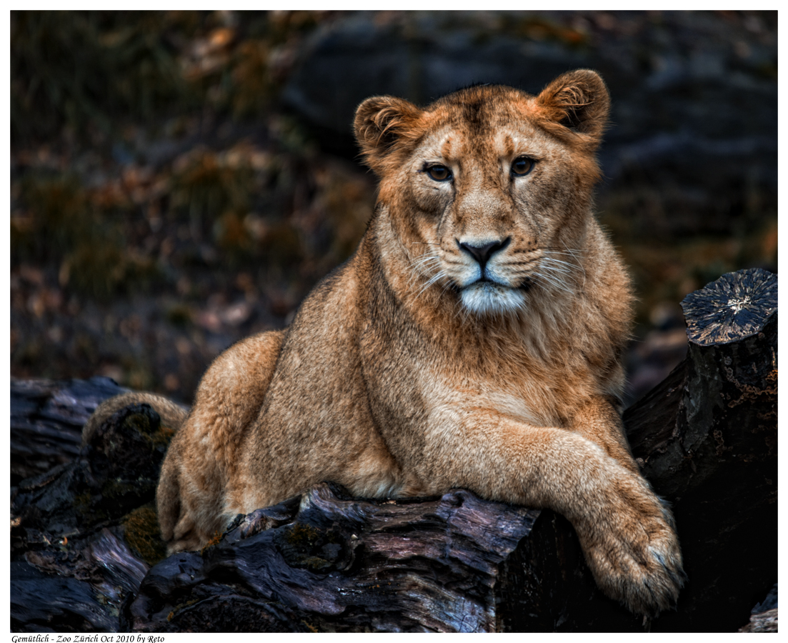 Indian Lion