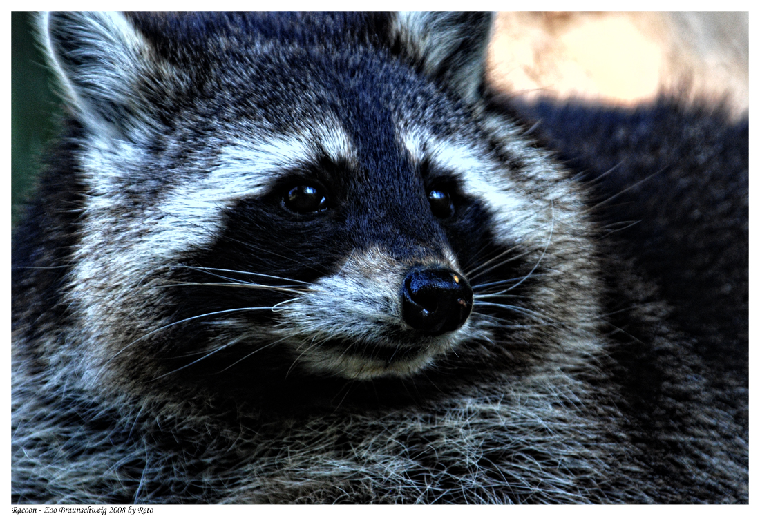 Racoon