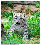 Snow Leopard Cub by Reto