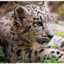 Snow Leopard Cub 5
