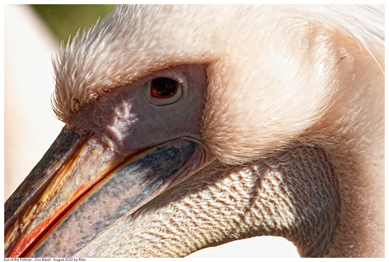 Eye of the Pelican