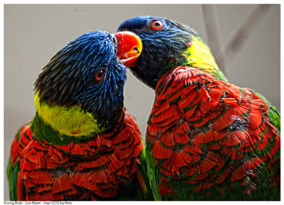 Kissing Birds