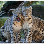 Snow Leopards