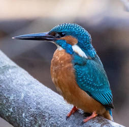 Kingfisher