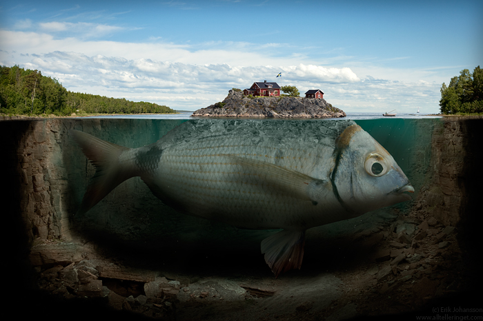 fishy island by alltelleringet