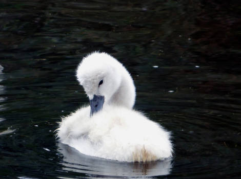 Cygne Tubercule