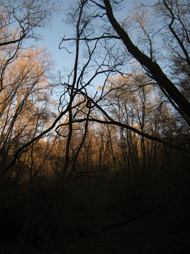 Tree knot