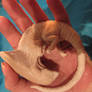 alien embryo