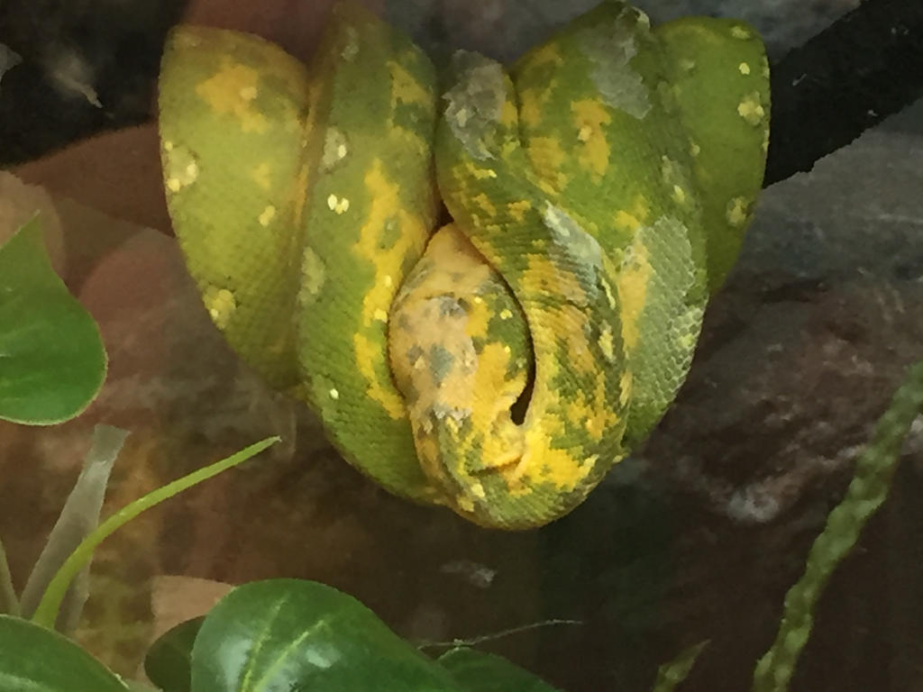 Young Green Tree Python By Ronnie R15 On Deviantart