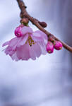 January blossom by PhotoBySavannah