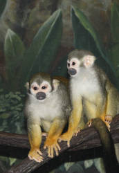 Tamarin