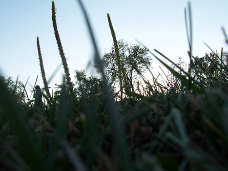 In The Grass