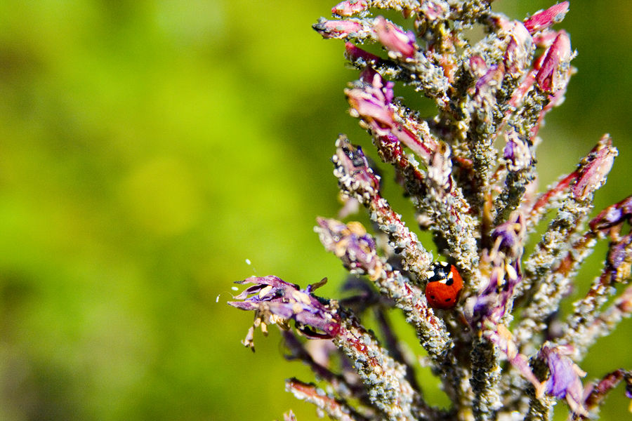 Ladybug in Glacier