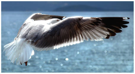 gull_004