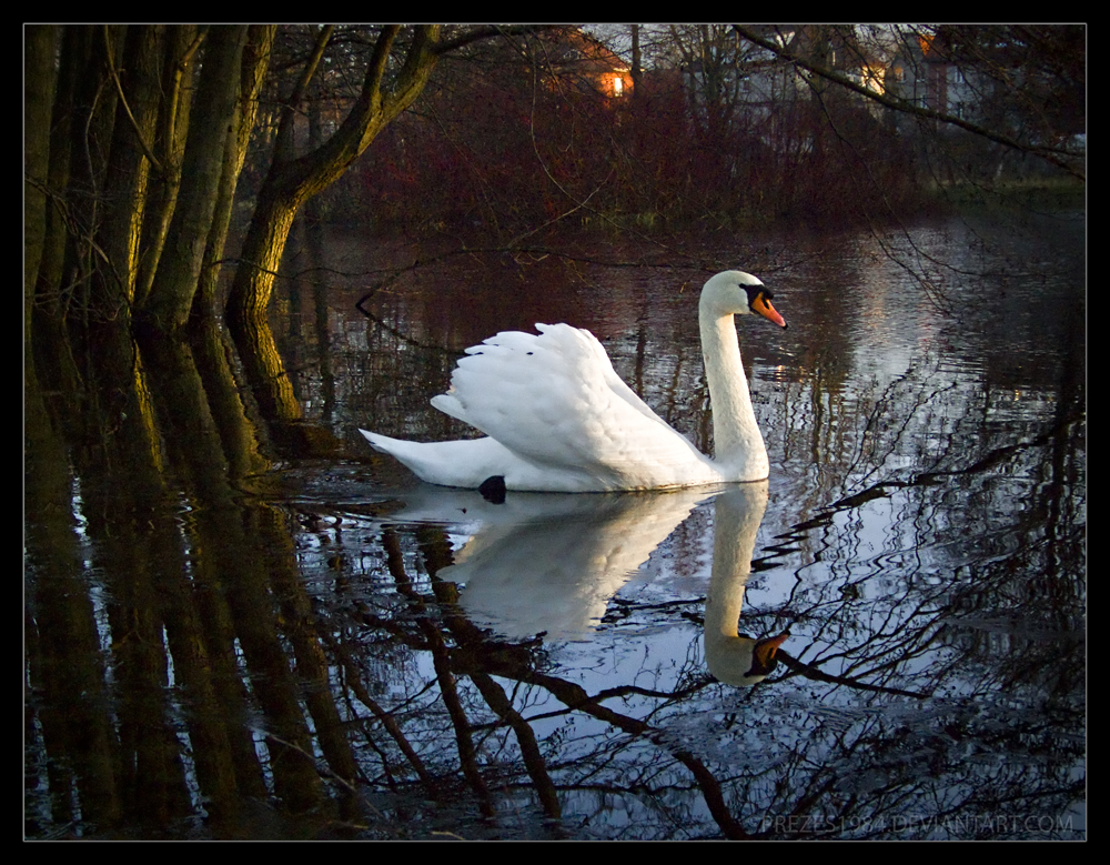 reflection