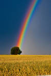 Rainbow colors by KonradJanicki