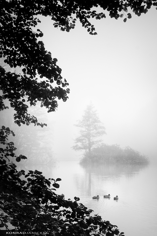 foggy morning