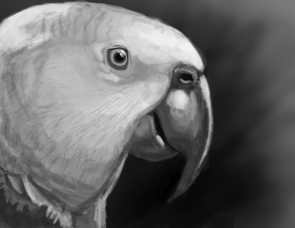 Parrot Sketch