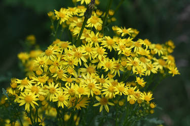 Flower Meadow