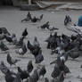 Pigeons