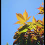 Golden Leaves I