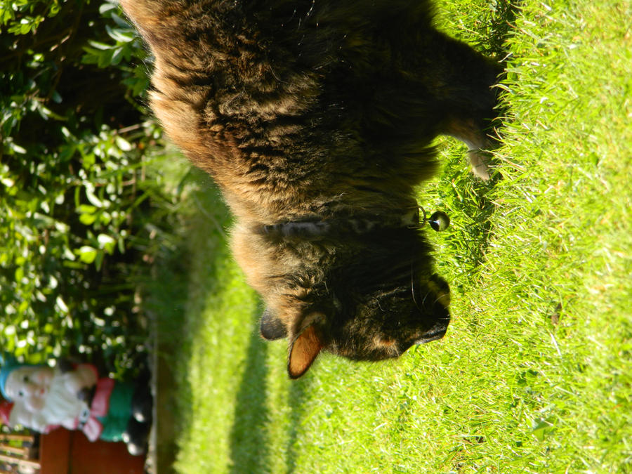 Random Image Sample Cat random cat photos by lrmkaito on DeviantArt