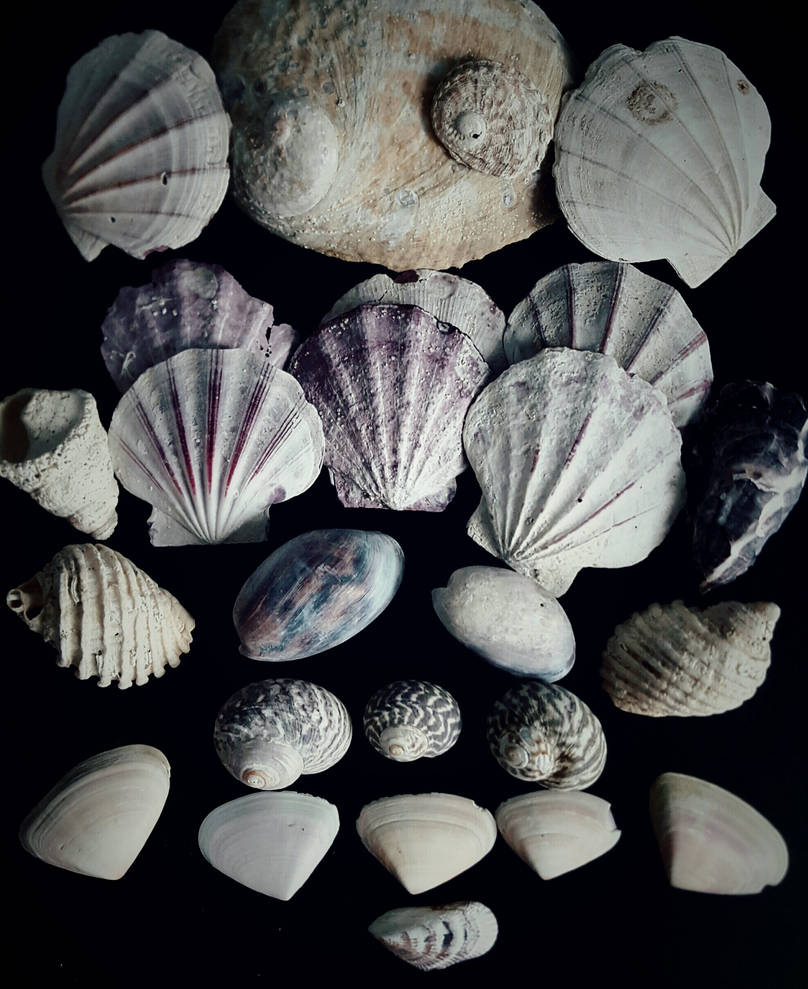 Beal Shell Collection shell collection by somethinglikestars on DeviantArt