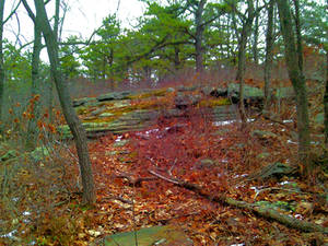 Mossy Rock Bed