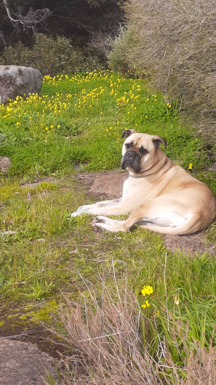 Roxy laying by l0ve3r on DeviantArt