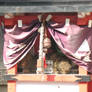 Cat snoring in temple