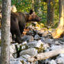 Slovenian brown bear IV