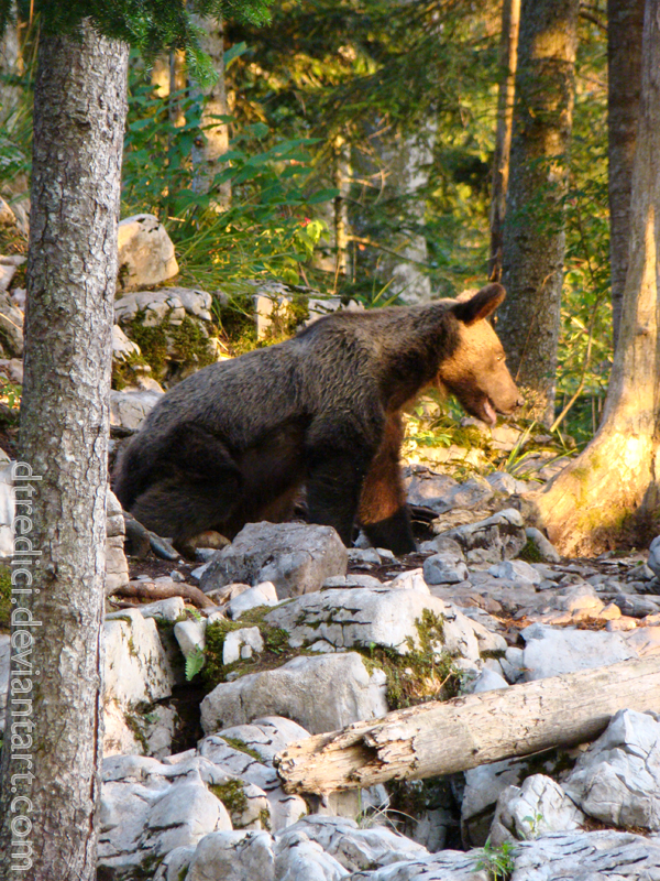 Slovenian brown bear V