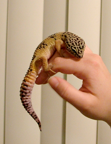 Troody - Leopard Gecko