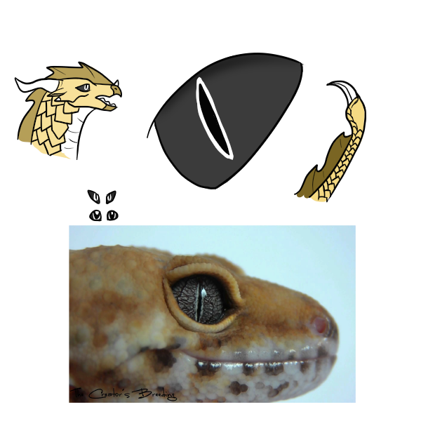 Sandwing Patterns SandWing Style Changes by Queen-Clam on DeviantArt