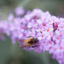 Bourdon et lilas