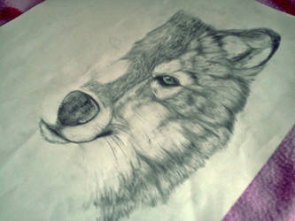 WOLF