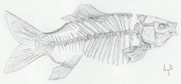 Fish Skeleton