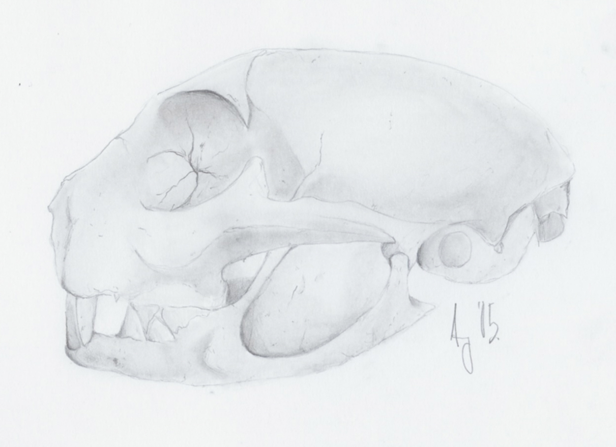 Cat Skull