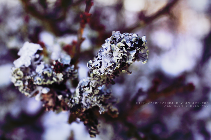 Magical lichen...