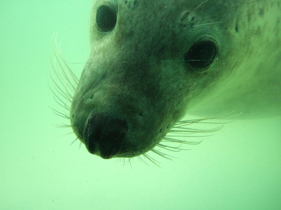 curious seal