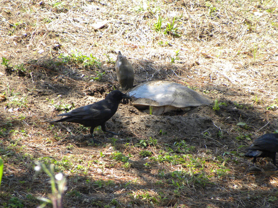 Deviantart Softshell Turtle softshell turtle nest by bthslayr on DeviantArt