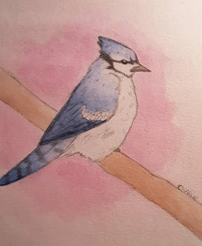 blue jay