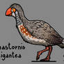 Gastornis