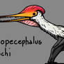 Diopecephalus