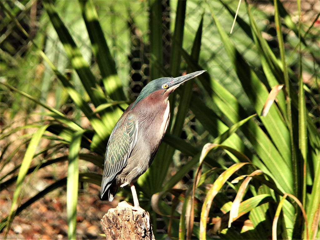 Green Heron