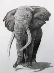 Elephant in Pencil