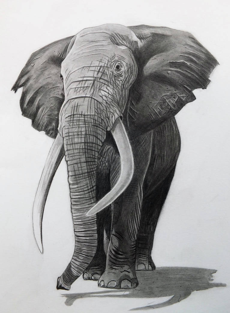 Elephant Pencil Art: A Majestic Tribute to Nature's Grandeur 19 Elephant in Pencil by professorwagstaff on DeviantArt