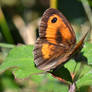 Gatekeeper (Pyronia tithonus)