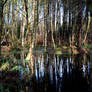 Trees reflected in the marsh